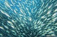 虎皮鱼可以和哪些鱼类混养？混养时需要注意什么？