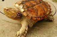《公约》附录生效：蛋龟鳄龟的新规定与巴西脸的机遇