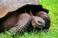 世界五大珍稀陆龟品种排名大揭秘