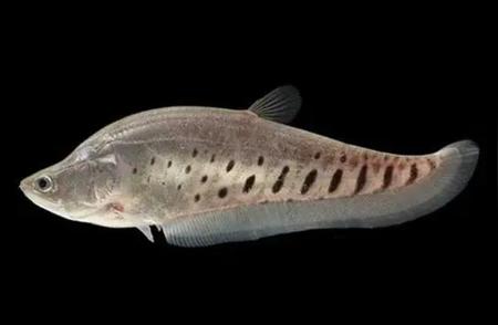 七星刀鱼：深海中的神秘观赏鱼