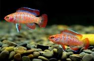 小型鱼的裸缸饲养：优点与缺点分析，如何选择最佳养殖方式？