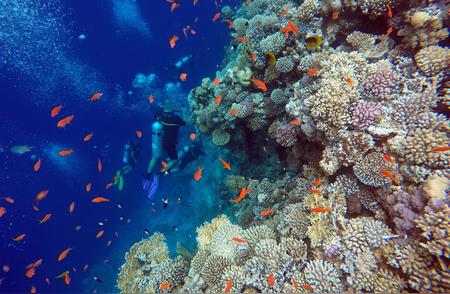探索埃及达哈布的蓝洞：珊瑚世界的神秘之旅