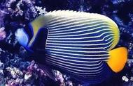 热带鱼中的皇后：神仙品种一览
