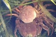 河蟹养殖：揭秘不蜕壳症的显著特征