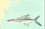 飞翔的海洋生物：燕鳐鱼