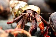美国维尔京群岛惊现大量寄居蟹，当地人欣喜若狂，这些小生物可食用吗？