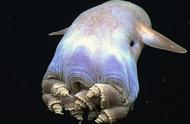 海底世界的神秘生物：你可能不知道的恐怖事实