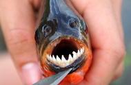 水中的恶魔：十大最恐怖的杀手鱼