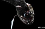 科学家揭示：16种“超黑”鱼类能吸收近乎全部光线