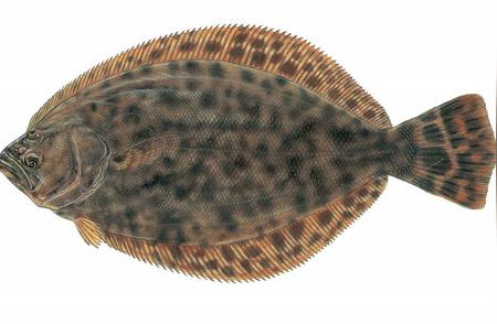 银盾鱼与漠斑牙鲆：高收益的淡水养殖选择