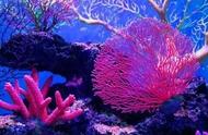 珊瑚中的秘密：第六次生命大灭绝的预兆？