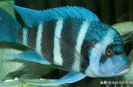 如何区分蓝色热带鱼中的雄雌：布隆迪六间鱼篇