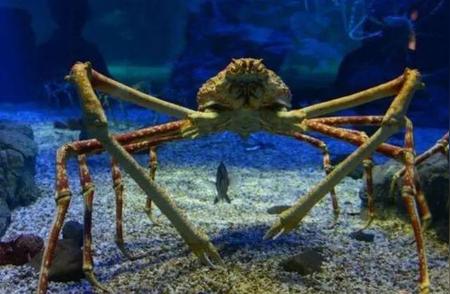 5000万海洋蟹的灾难：我们真的在保护地球吗？