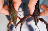 揭秘小龙虾：青壳虾与红壳虾的优劣比较