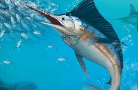 海洋猎手旗鱼：从芝麻大小到刺穿铁皮的成长之路