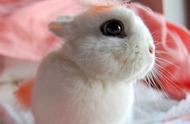 海棠兔的市场价格是多少？