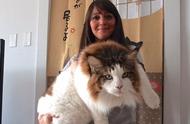 美国缅因猫：14公斤的巨大体型，四倍于一般猫咪