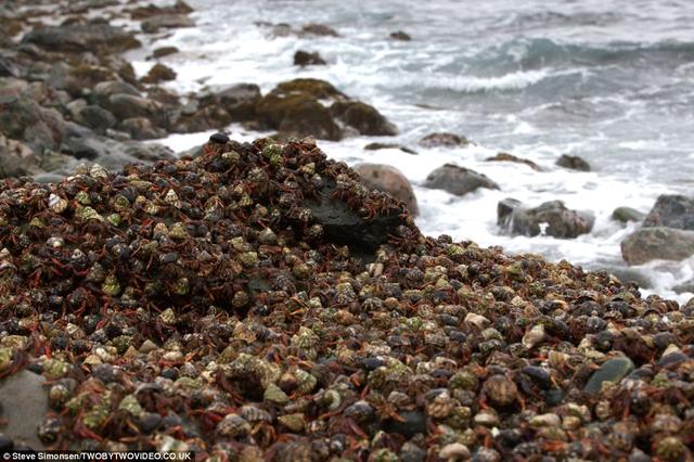 大量寄居蟹出现在美国维尔京群岛，当地人高兴坏了，这东西能吃吗