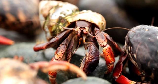 大量寄居蟹出现在美国维尔京群岛，当地人高兴坏了，这东西能吃吗